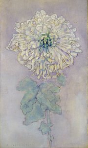 Chrysanthemum